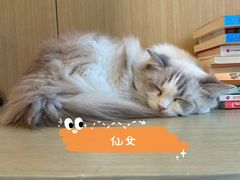 -飞行喵MR PILOT|猫舍·猫咖(静安大融城店)