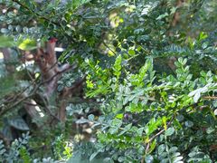 -国家植物园南园