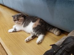 -滚猫咖啡·猫咖·猫友好撸猫(未来城店)