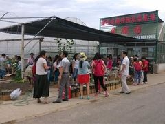 -庞各庄翠芳园西瓜蔬菜基地采摘园