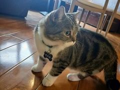 -喵园·猫主题咖啡厅·撸猫·猫咖(国贸店)