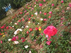 -永定河休闲森林公园