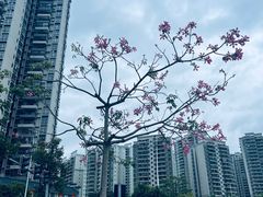 -飞来湖湿地公园