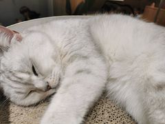 -藏猫猫咖啡主题馆(中央大道店)