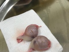-初心动物医院