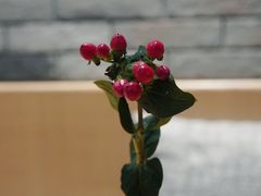 -NG PASTA吴居·中华意面(南头古城店)