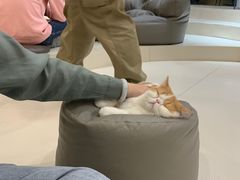 -飞行喵MR PILOT|猫舍·猫咖(静安大融城店)