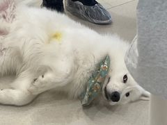 -共舞时光猫咖·狗咖(新街口店)