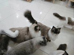 -鼓捣猫呢主题猫咖店