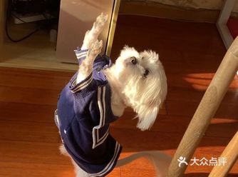 上海宠物医院|带豆豆去这里看病超放心!