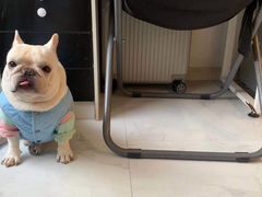 -萌宠之家·腊肠犬·马尔泰·小体犬舍