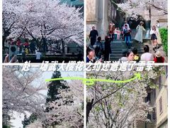 -武汉大学-樱园