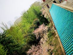 -武汉大学-樱园