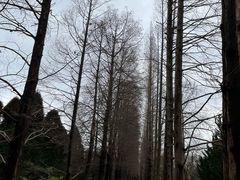 -上海滨江森林公园