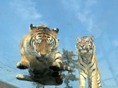 -西霞口神雕山野生动物世界