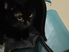 -北京观赏动物医院·24小时大型综合·猫专科·异宠专科