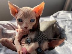 -中农国际动物医院24小时·猫科·骨科·急重症中心