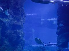 -西安曲江海洋极地公园
