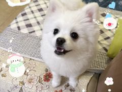 -半岛宠物医院24小时(科华中路店)