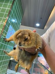 -Moni星球萌宠·小马宝莉·灵蛇·高端高阶全萌宠互动体验俱乐部(红豆国际广场店)