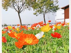 -鹅湖玫瑰文化园