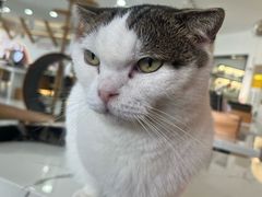 -喵园·猫主题咖啡厅·撸猫·猫咖(国贸店)