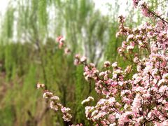 -海棠花溪(元大都城垣遗址公园)