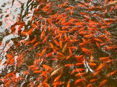 -普陀山风景名胜区-法雨禅寺