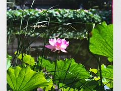 -陈家山荷花公园