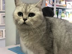 -喵的天空名猫咖啡馆·撸猫·猫舍·用品