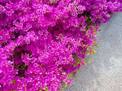 -羊亭河湿地公园