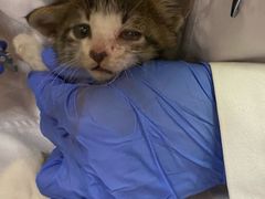 -艾贝尔宠物诊疗