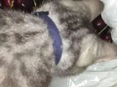 -油麻地果栏