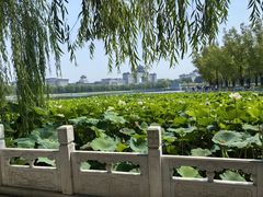 -莲花池公园