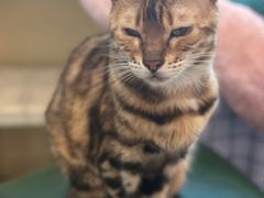 -猫小院猫主题餐厅(南锣旗舰店)