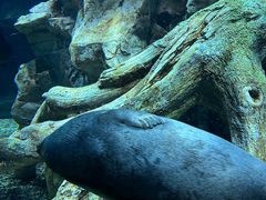 -珠海长隆海洋王国