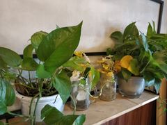 -猫姑娘大盘鸡(商城路店)