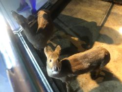 -未来动物城动物主题公园(大悦城店)