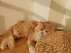 -猫にゃん · 猫的隐藏屋猫咖(麦地旗舰店)