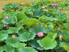 -池杉湖湿地公园