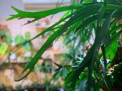 -Rabbit Cafe私房西餐甜点咖啡(栖霞路店)