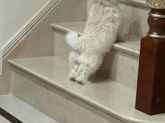 -翊宠yipet猫狗购宠庄园犬舍•猫舍