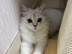 -猫大福·Fortune Cat猫舍(百子湾店)