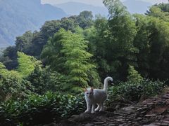 -十里琅珰