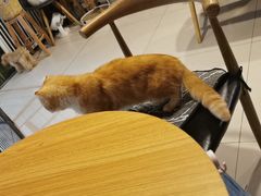 -平行世界·猫咖(首经贸店)