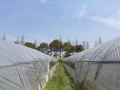 -青浦采草莓天天草莓园