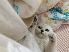 -lincat·猫舍(广州店)