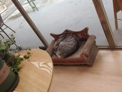 -猫咪派对(江南西店)