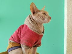 -猫在这儿猫咪咖啡馆·撸猫馆