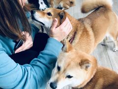 -柴犬高等学院·狗咖·柴犬售卖·宠物训练